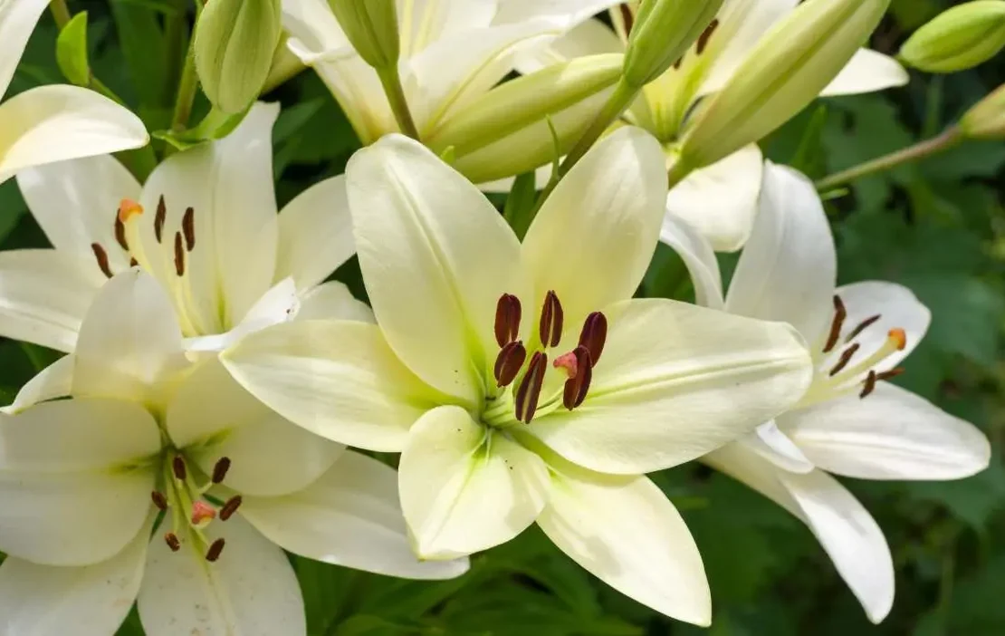 plantas perenes no final