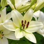 plantas perenes no final