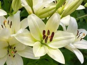 plantas perenes no final