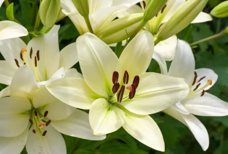 plantas perenes no final