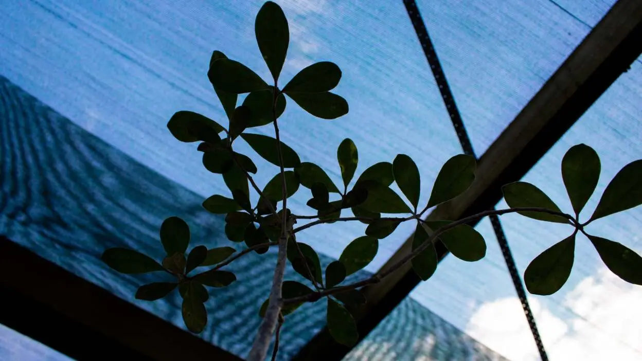 plantas vivas